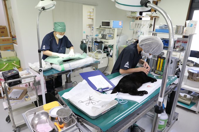 f:id:nekoja-peterpan:20201125221626j:plain