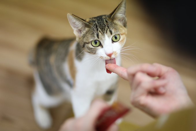 f:id:nekoja-peterpan:20201126022513j:plain