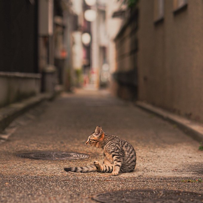 f:id:nekoja-peterpan:20201126022647j:plain