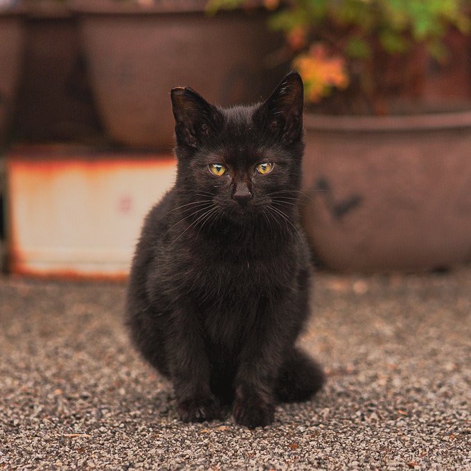 f:id:nekoja-peterpan:20201126022802j:plain