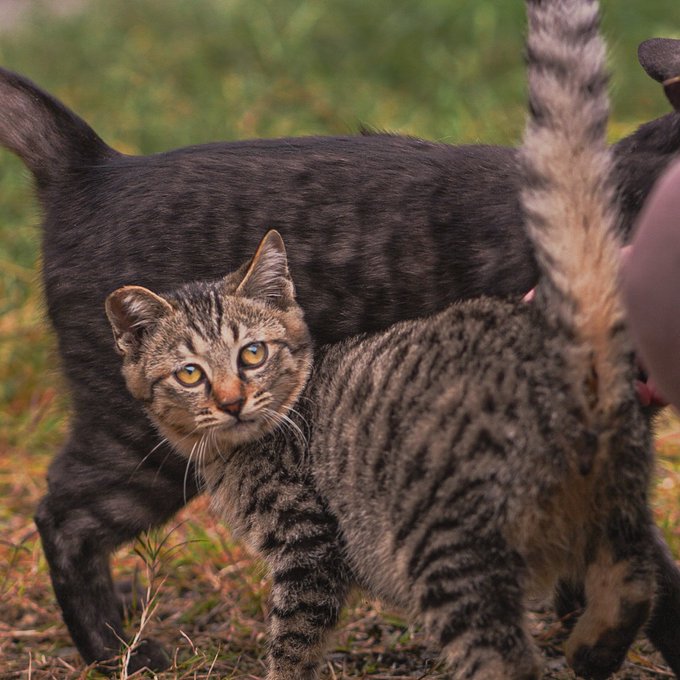 f:id:nekoja-peterpan:20201126022814j:plain