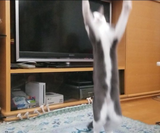 f:id:nekoja-peterpan:20201127140313j:plain