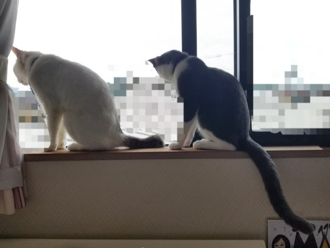 f:id:nekoja-peterpan:20201127141023j:plain