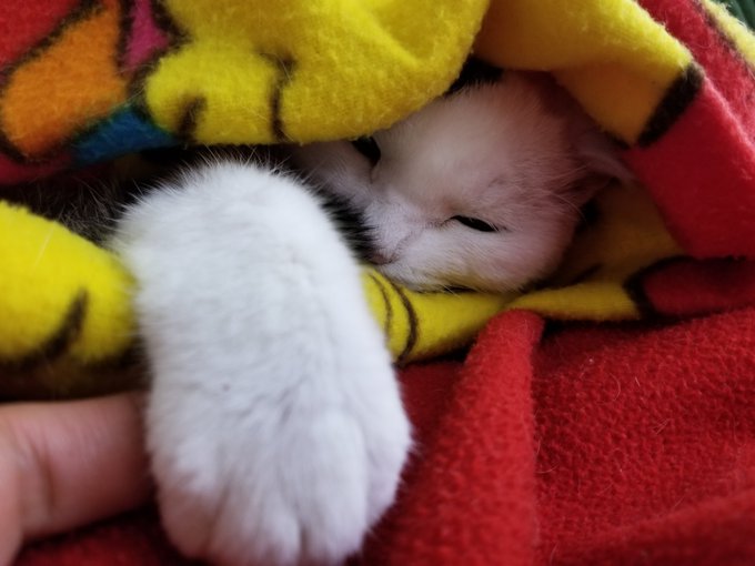 f:id:nekoja-peterpan:20201127141117j:plain