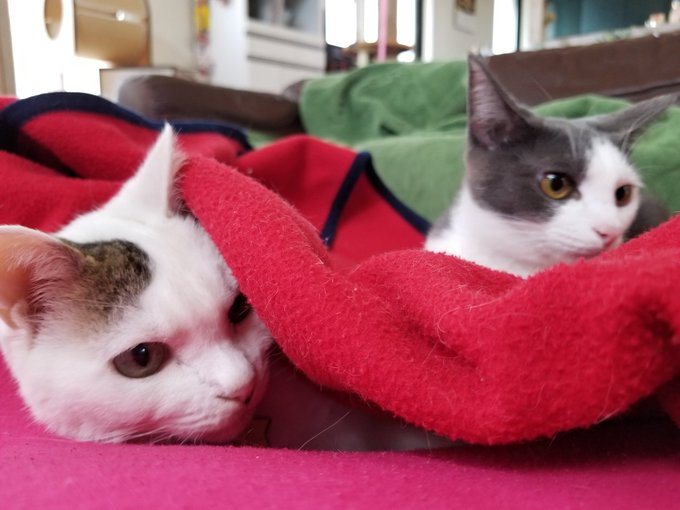 f:id:nekoja-peterpan:20201127141145j:plain