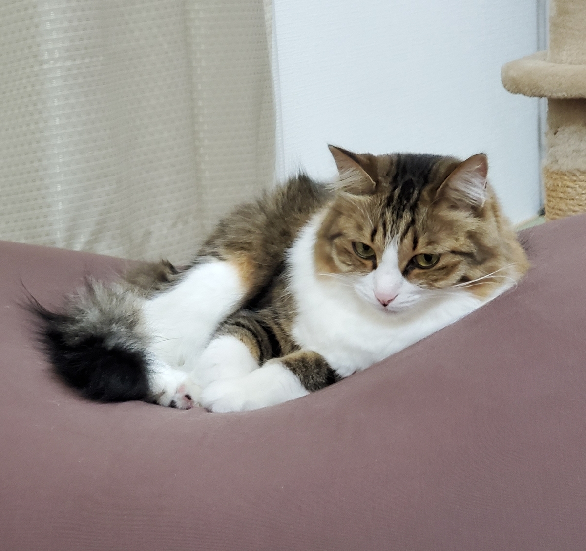 f:id:nekoja-peterpan:20201127193903j:plain