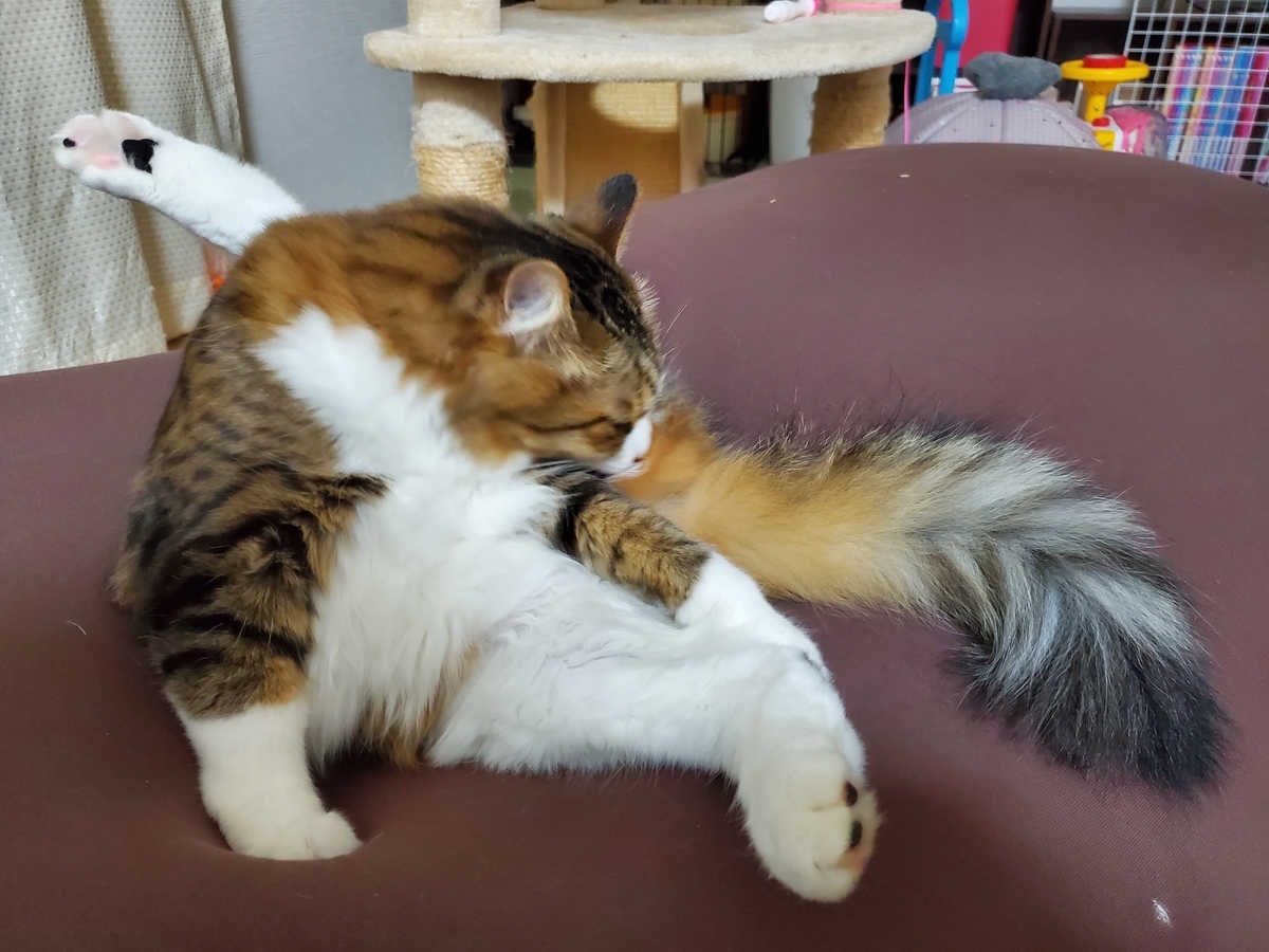 f:id:nekoja-peterpan:20201127193919j:plain