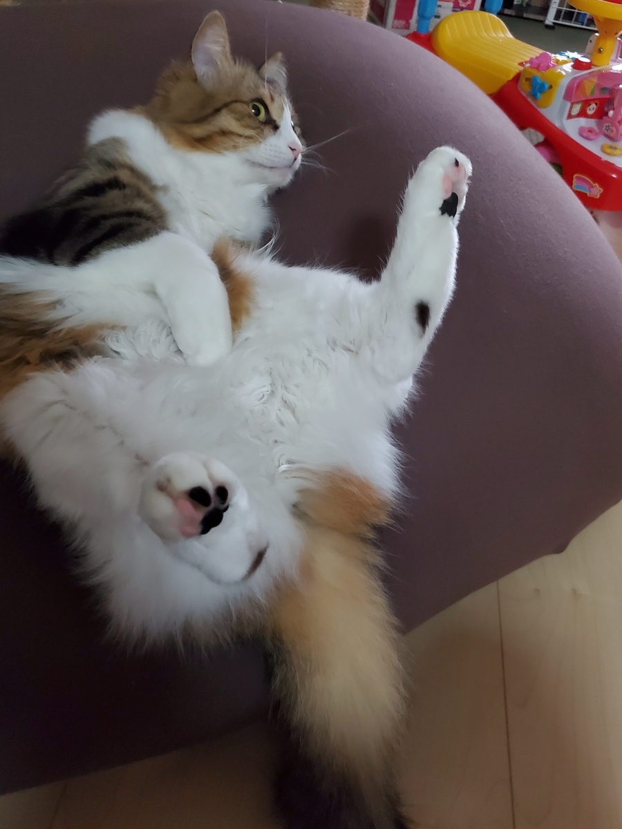 f:id:nekoja-peterpan:20201127193949j:plain