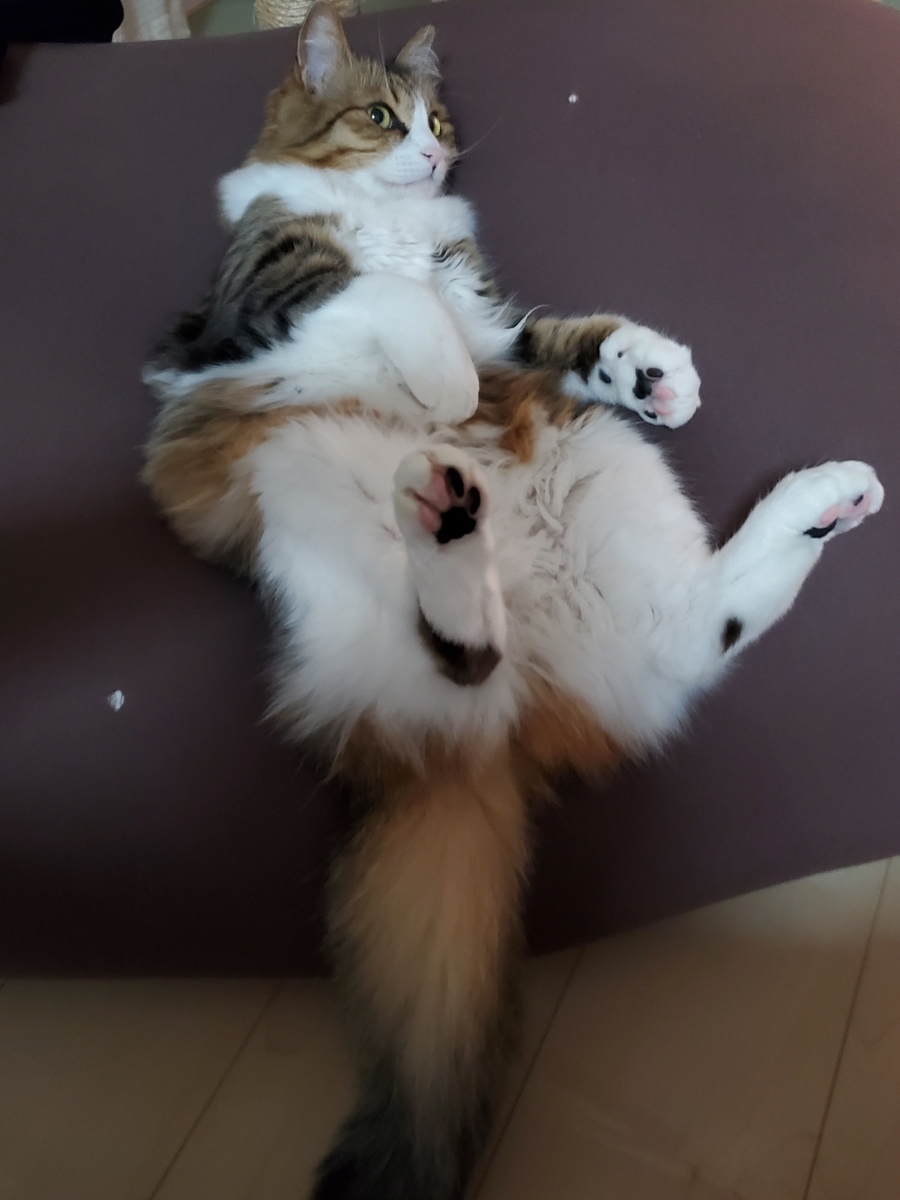 f:id:nekoja-peterpan:20201127194032j:plain