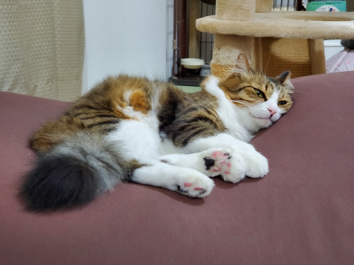 f:id:nekoja-peterpan:20201128183557j:plain