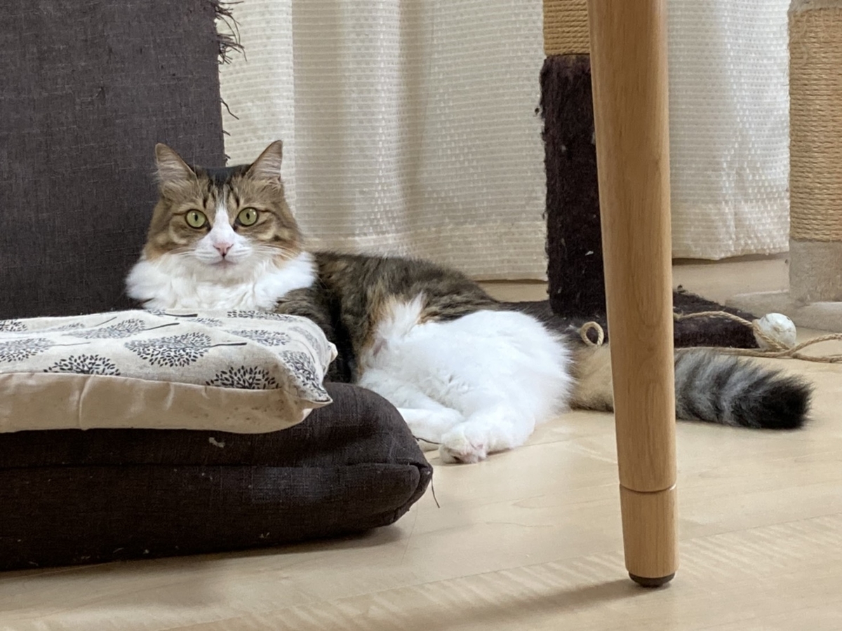 f:id:nekoja-peterpan:20201204190316j:plain