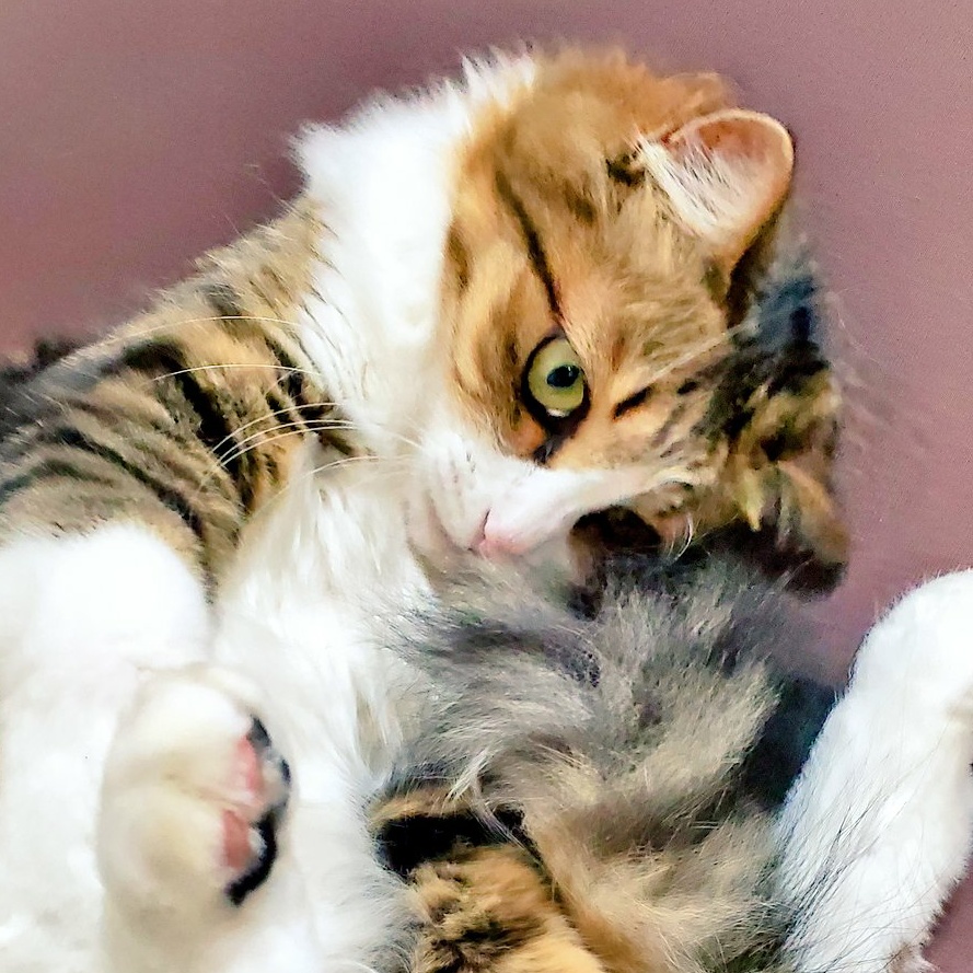 f:id:nekoja-peterpan:20201206223241j:plain