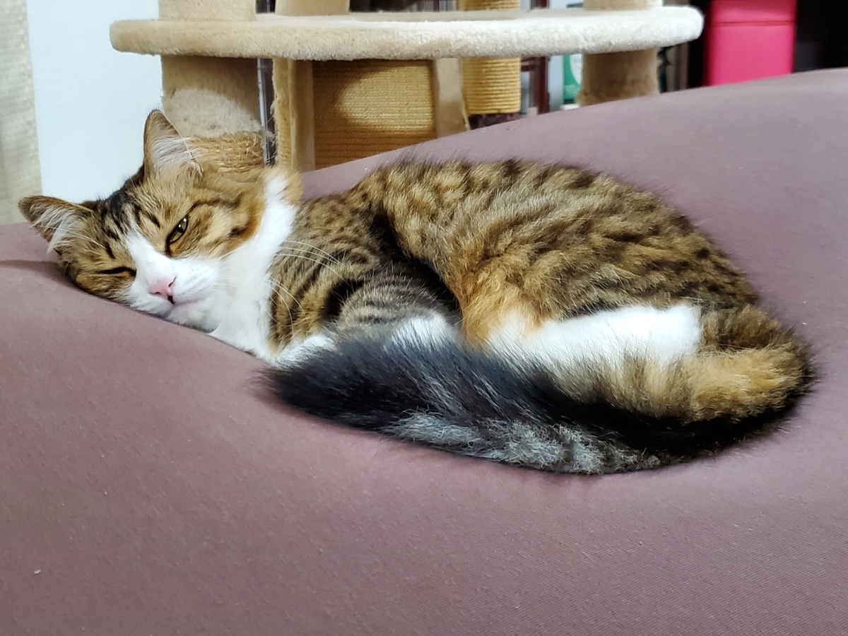 f:id:nekoja-peterpan:20201213173827j:plain