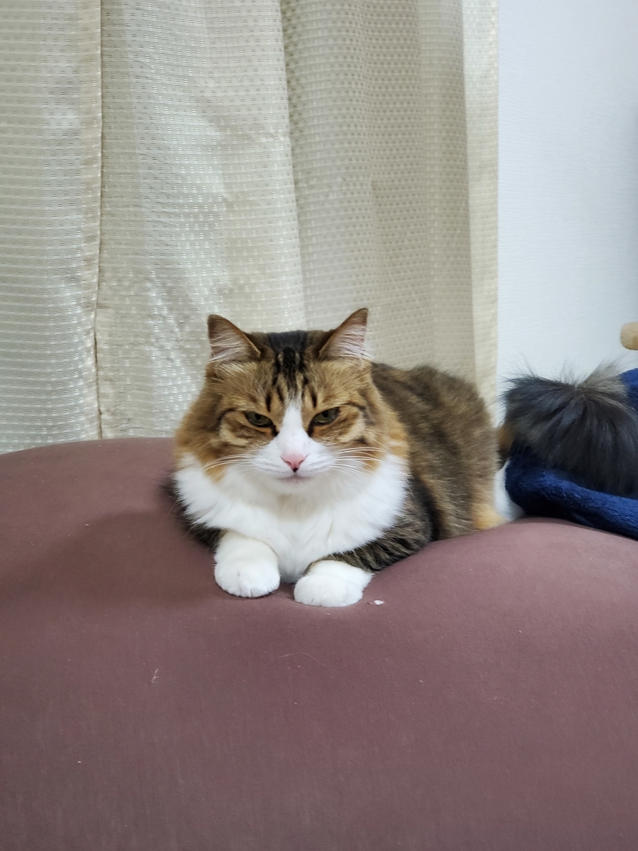 f:id:nekoja-peterpan:20201213173906j:plain