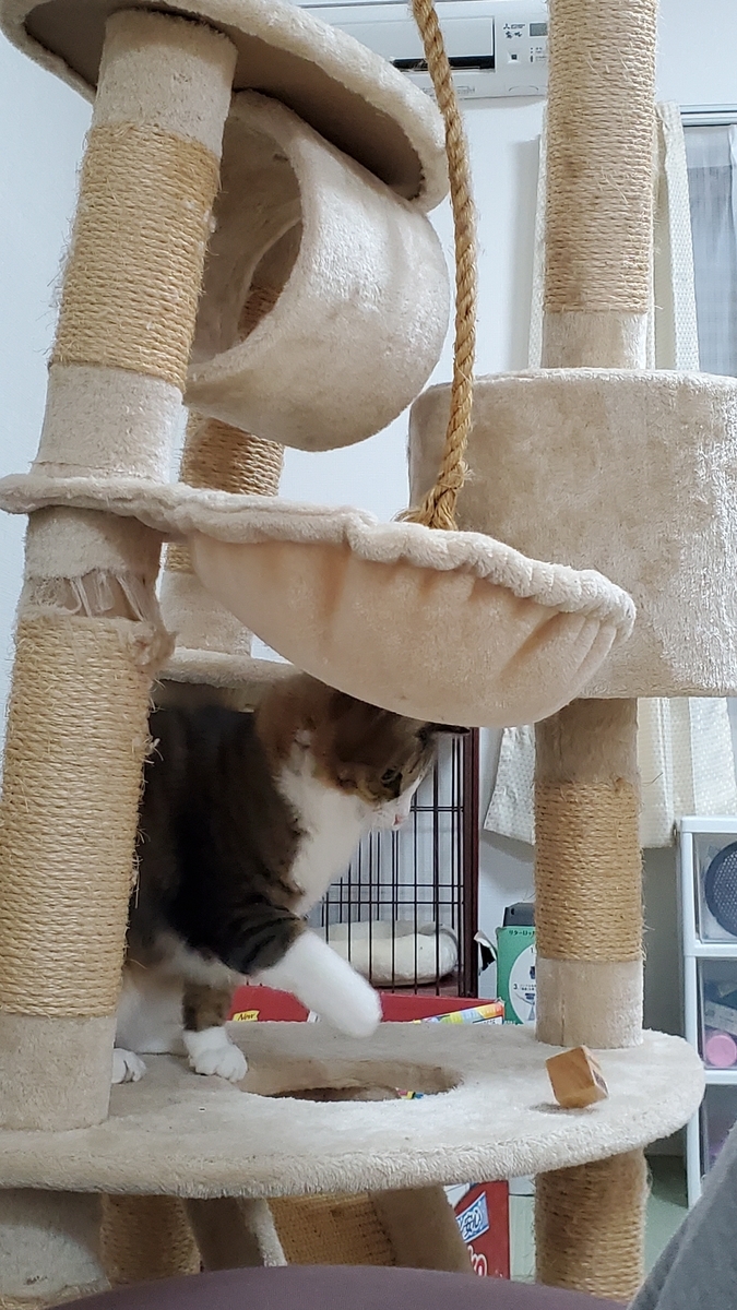 f:id:nekoja-peterpan:20201213175217j:plain