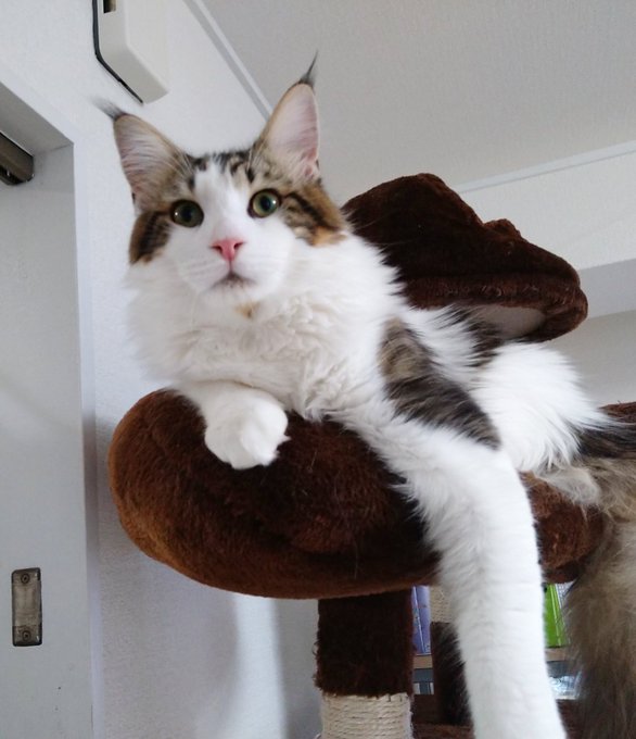 f:id:nekoja-peterpan:20201216184839j:plain