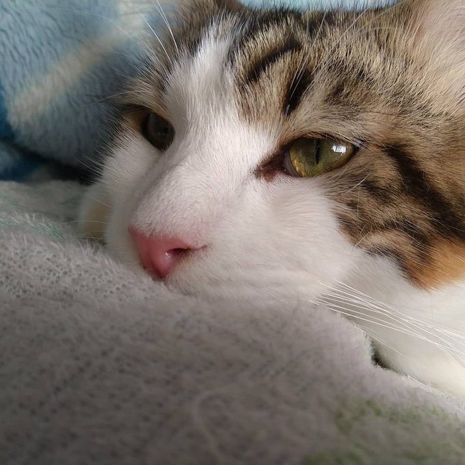 f:id:nekoja-peterpan:20201216184928j:plain