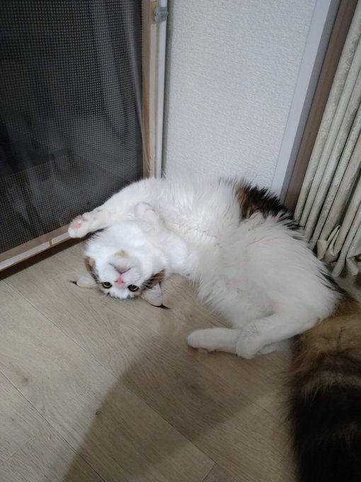 f:id:nekoja-peterpan:20201216185442j:plain