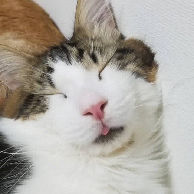 f:id:nekoja-peterpan:20201216185620j:plain