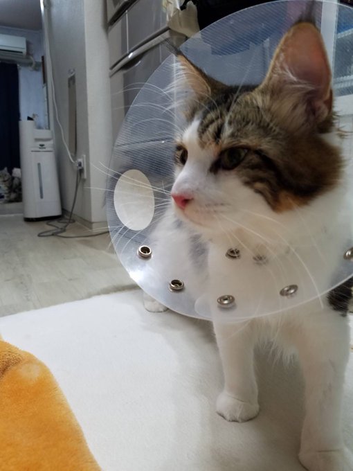 f:id:nekoja-peterpan:20201216185705j:plain