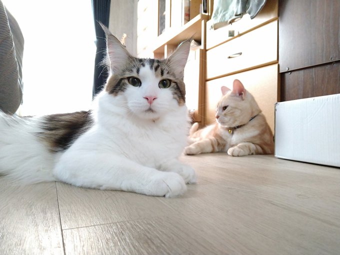 f:id:nekoja-peterpan:20201216185755j:plain