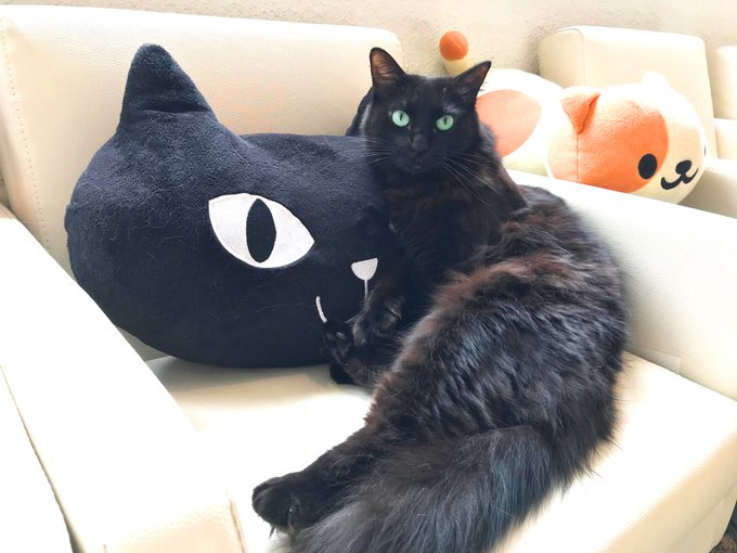 f:id:nekoja-peterpan:20201217140444j:plain