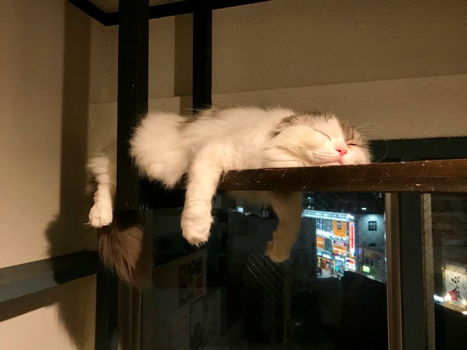 f:id:nekoja-peterpan:20201217142008j:plain