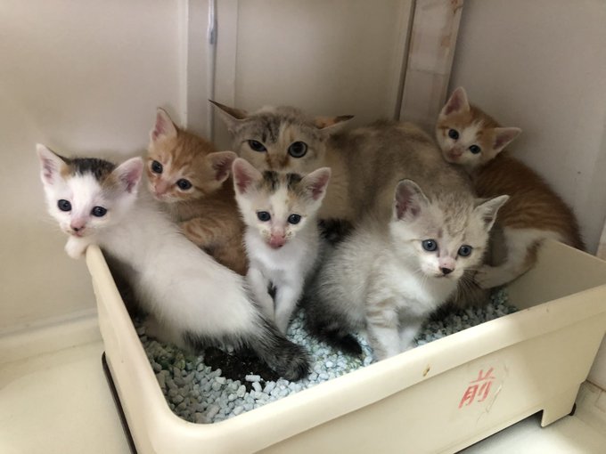 f:id:nekoja-peterpan:20201217142430j:plain