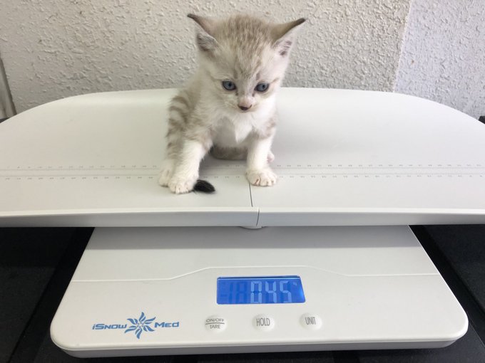 f:id:nekoja-peterpan:20201217164247j:plain