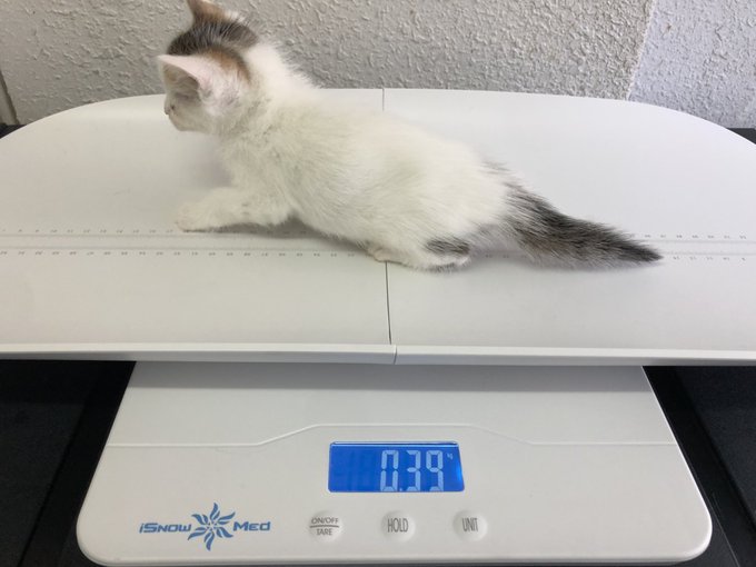 f:id:nekoja-peterpan:20201217164257j:plain