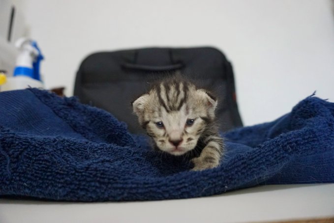 f:id:nekoja-peterpan:20201217164812j:plain