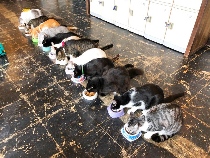 f:id:nekoja-peterpan:20201217164843j:plain