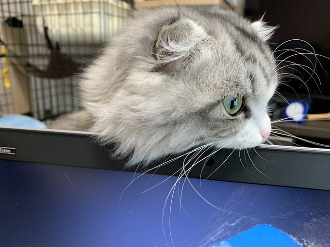 f:id:nekoja-peterpan:20201220135125j:plain