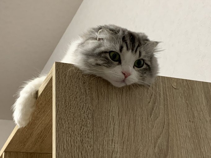 f:id:nekoja-peterpan:20201220135153j:plain