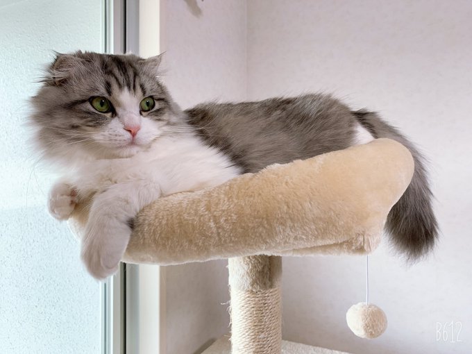 f:id:nekoja-peterpan:20201220135224j:plain