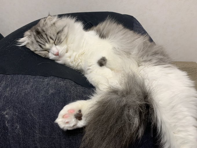 f:id:nekoja-peterpan:20201220135259j:plain