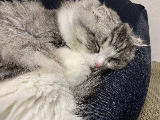 f:id:nekoja-peterpan:20201220135308j:plain