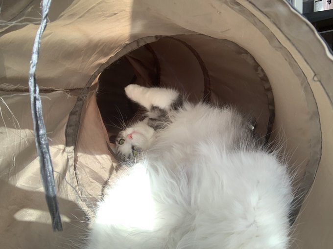 f:id:nekoja-peterpan:20201220135352j:plain