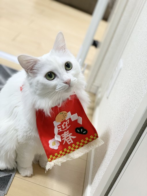 f:id:nekoja-peterpan:20210103114058j:plain