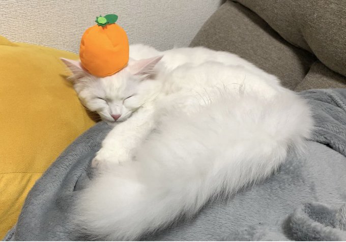 f:id:nekoja-peterpan:20210103114140j:plain