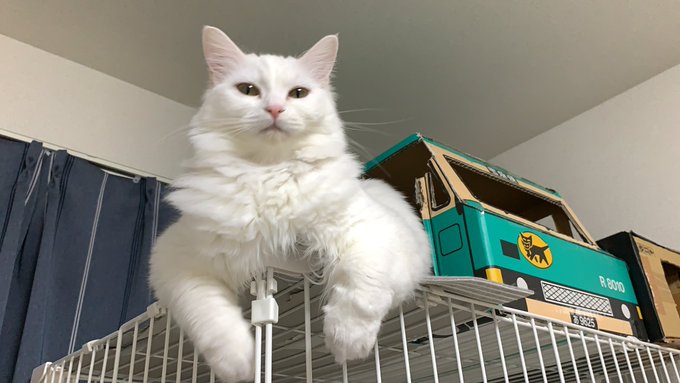 f:id:nekoja-peterpan:20210103114224j:plain