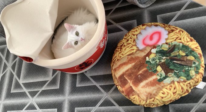 f:id:nekoja-peterpan:20210103114437j:plain