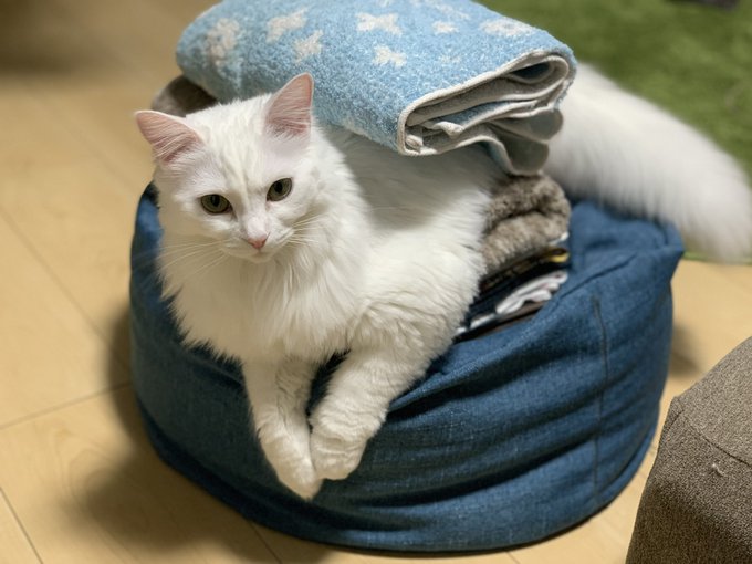 f:id:nekoja-peterpan:20210103114526j:plain