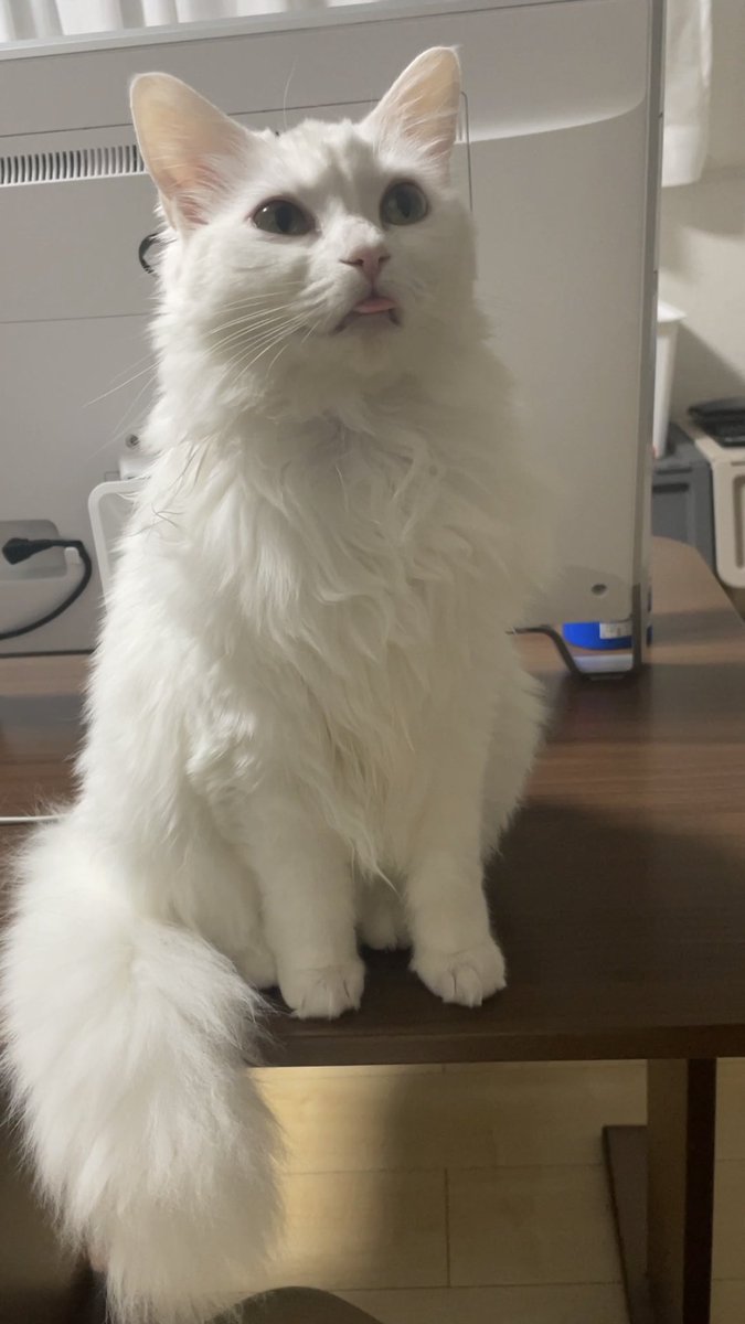 f:id:nekoja-peterpan:20210103114616j:plain