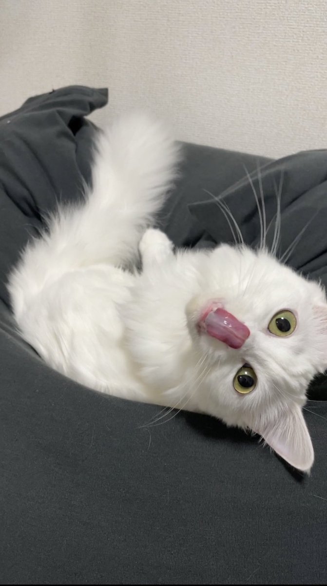 f:id:nekoja-peterpan:20210103114655j:plain