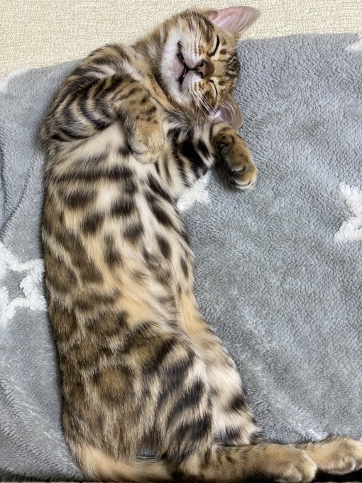 f:id:nekoja-peterpan:20210108163235j:plain