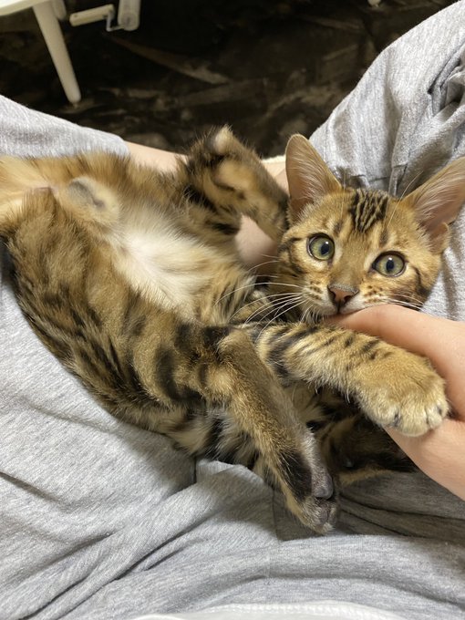 f:id:nekoja-peterpan:20210108163524j:plain