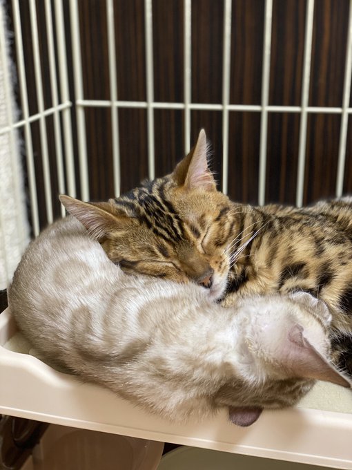 f:id:nekoja-peterpan:20210108163757j:plain