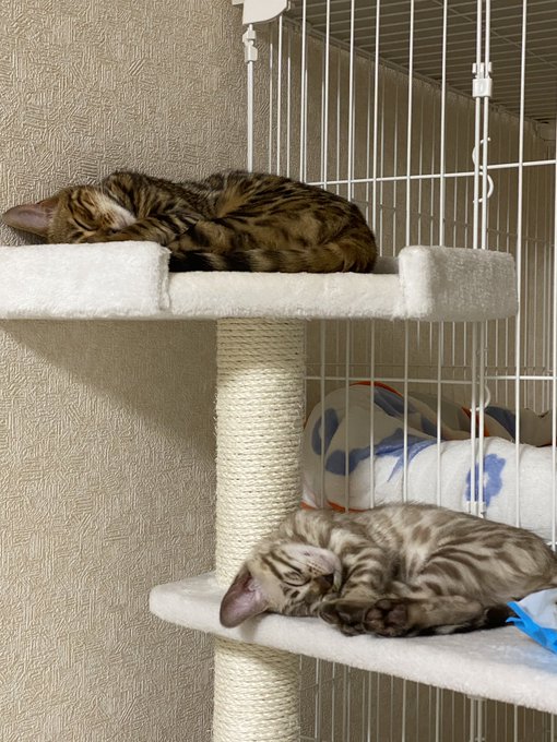 f:id:nekoja-peterpan:20210108163946j:plain