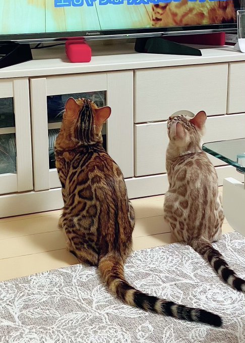 f:id:nekoja-peterpan:20210108164151j:plain